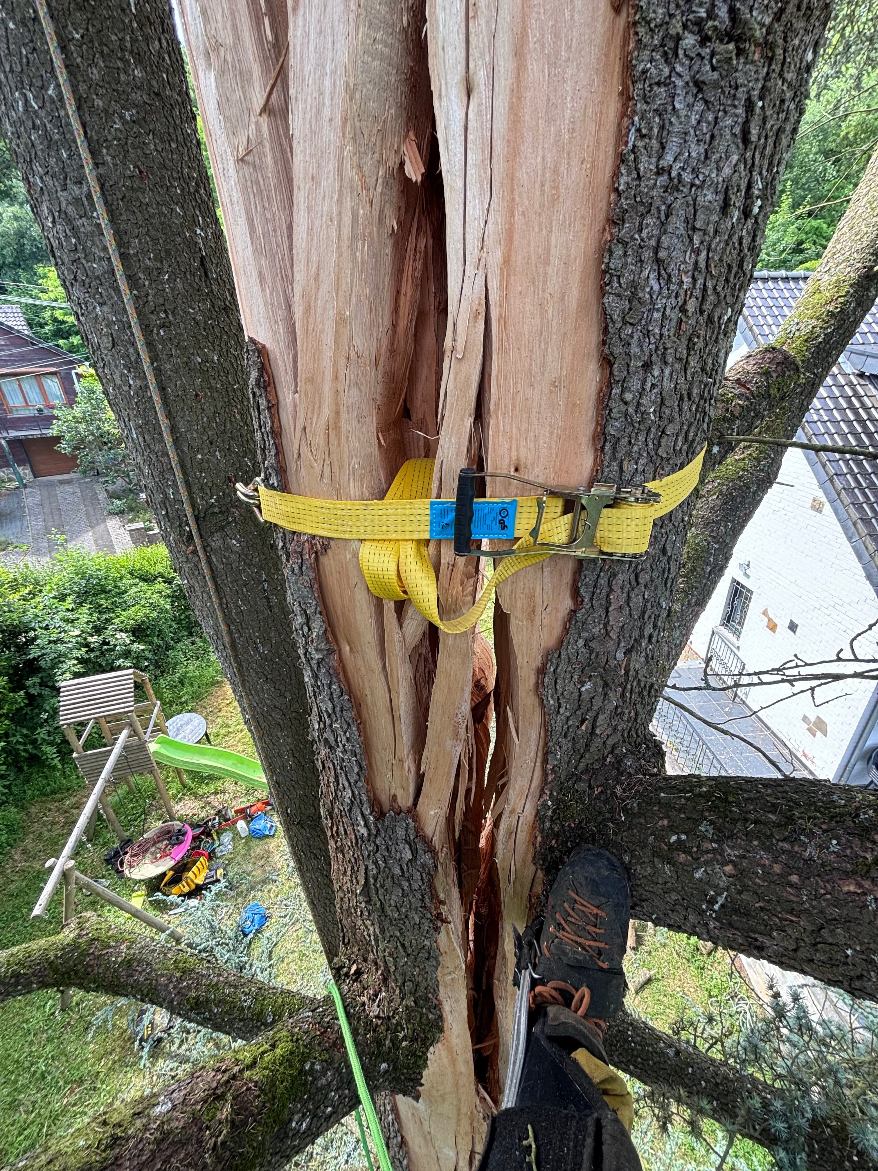 Diagnostic sanitaire et soins d'arbres à Liège par Simon Wegnez