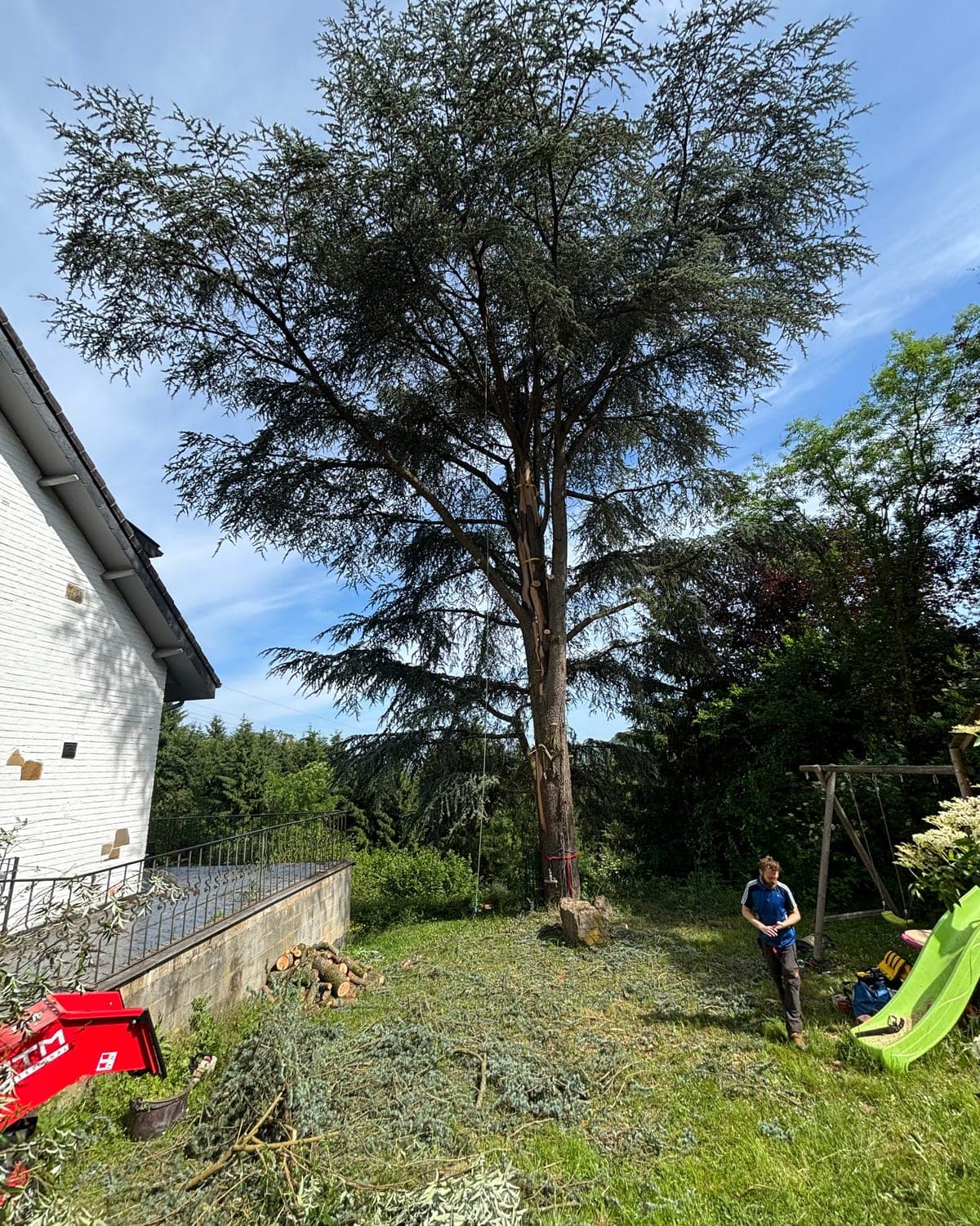 Grand conifère de type cèdre intact dans un jardin résidentiel avant un démontage par rétention