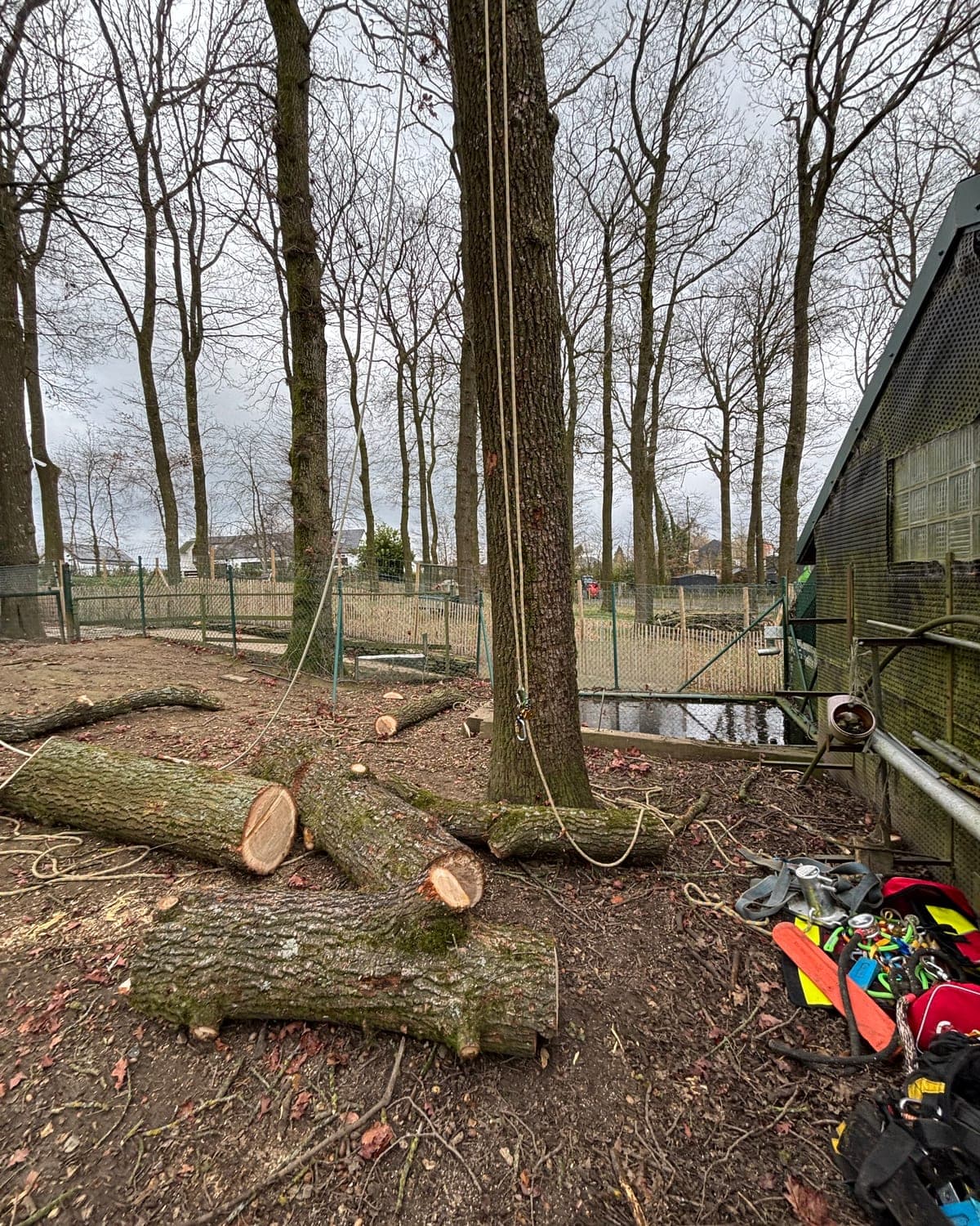 Tronc de chêne sectionné en billes au pied de l’arbre lors d’un démontage, cordes et sac de matériel au sol